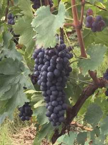 Grapes 2